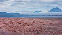 U jezera Natron v Tanzanii přichází na svět 75 procent světové populace plameňáků malých.