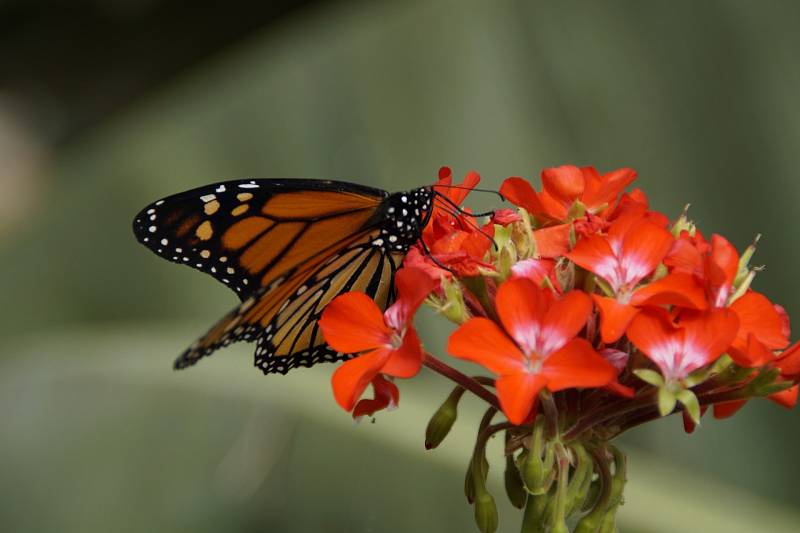 Monarcha stěhovavý (danaus plexippus)