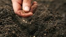 Do nepříliš úrodné půdy zapracujte kompost a promíchejte ho s původní zeminou. Jílovitá jej potřebuje každý rok, výrazně tím zvýšíte plodivost rostlin. Půdu provzdušňuje také zelené hnojení, výsadba luštěnin nebo jetelovin.