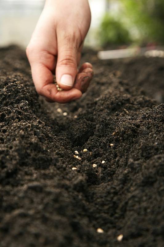 Do nepříliš úrodné půdy zapracujte kompost a promíchejte ho s původní zeminou. Jílovitá jej potřebuje každý rok, výrazně tím zvýšíte plodivost rostlin. Půdu provzdušňuje také zelené hnojení, výsadba luštěnin nebo jetelovin.