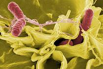 Bakterie rodu Salmonella - Ilustrační foto.