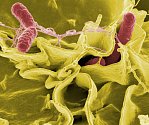 Bakterie rodu Salmonella. Ilustrační foto
