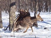 Speciální fotoaparáty na ruské Sibiři zaznamenaly útok orla na mladého jelena. 