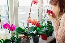 Chladné venkovní počasí, nedostatek světla a suché teplo sálající z radiátorů, to jsou podmínky, které orchideje nemají v oblibě a které jejich kondici rozhodně neprospívají.