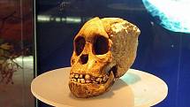 Replika lebky taungského dítěte z jeskyně Sterkfontein