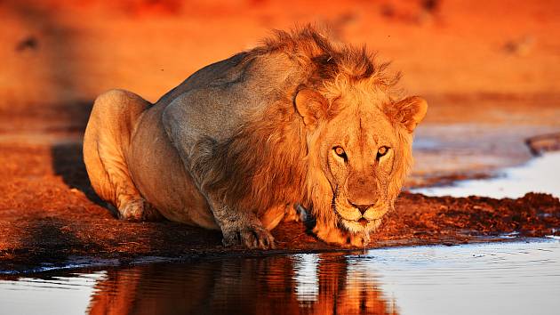 Fotograf na cestách a dobrodruh Petr Slavík se opakovaně vrací do Afriky na safari už téměř třicet let. Na podzim zamířil z Ústí nad Labem do buše či k Viktoriiným vodopádům poprvé od vypuknutí pandemie