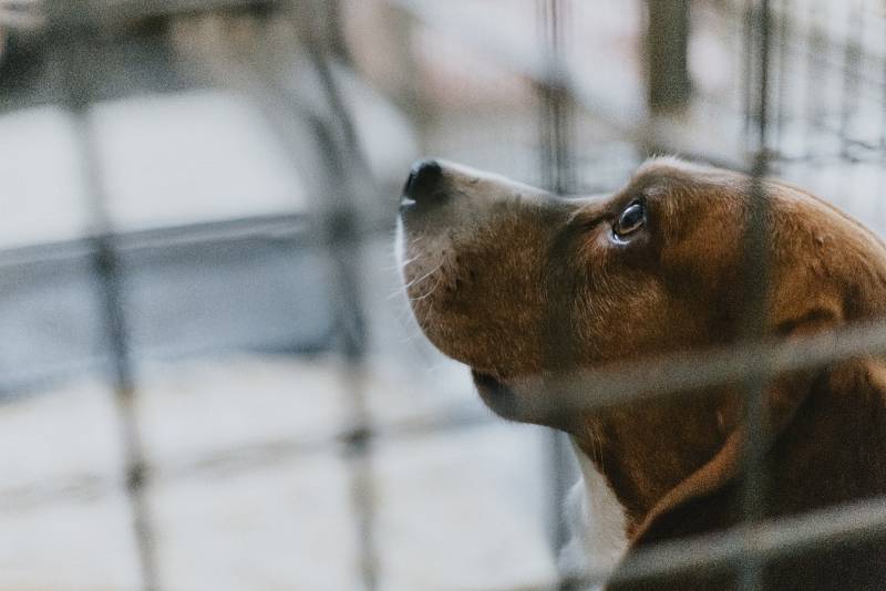 Bígly z laboratorních pokusů si mohou lidé adoptovat. Zatím se o ně starají v útulku Borovno