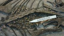 Dochované žaludeční kameny (tzv gastrolity), které pomáhaly psittacosaurovi podobně jako jiným bezzubým dinosaurům rozmělňovat mechanicky v žaludku potravu