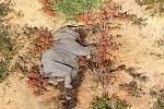 Hromadný úhyn slonů vyvolala podle vědců otrava sinicemi, které zamořily vodní plochy