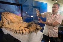 Kolosální velryba, jejíž fosilie objevili vědci z Peru, může vystřídat plejtváka obrovského na pozici největšího tvora, který kdy žil na planetě Zemi