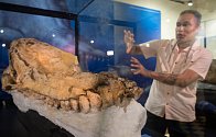 Kolosální velryba, jejíž fosilie objevili vědci z Peru, může vystřídat plejtváka obrovského na pozici největšího tvora, který kdy žil na planetě Zemi