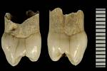 Další dětský neandertálský zub z jeskyně z jeskyně Wezmeh