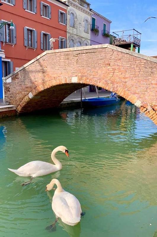 Výskyt labutí bohužel s údajným "ozdravěním" benátské laguny kvůli koronavirové nákaze nijak nesouvisí