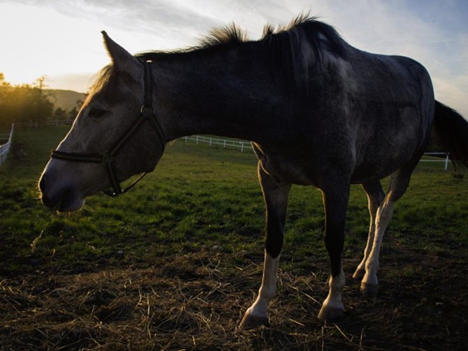  Šumavský národní park nechce nadále chovat vlastní chladnokrevné koně. Ilustrační foto.