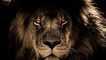 Ne nadarmo se o lvech říká, že jsou králové zvířat