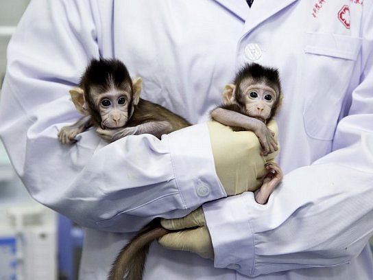 Dva totožní makakové Čung Čung a Chua Chua, kteří jsou nyní krmeni z lahví a normálně rostou.