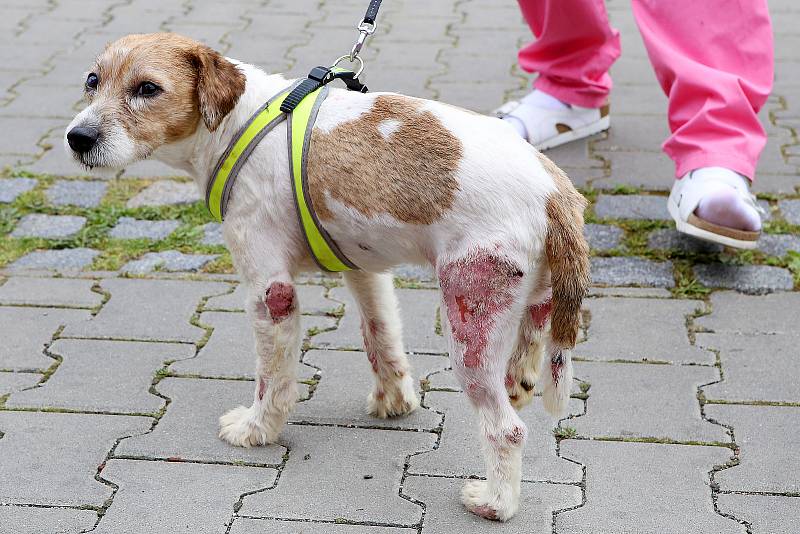 Veterinářka Markéta Janoušková ošetřuje čtyřletého týraného Jack Rusell teriéra na veterinární klinice v Kleisslově ulici na Roudné.