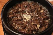 Hmyz jako jídlo budounosti