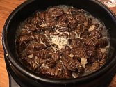 Hmyz jako jídlo budounosti