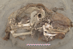 Archeologové prozkoumali žaludky obětí indiánského národa Chimú