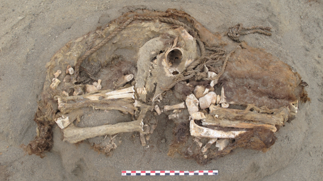 Archeologové prozkoumali žaludky obětí indiánského národa Chimú