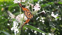 Monarcha stěhovavý (danaus plexippus)