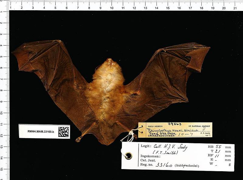 Čínský netopýr Rhinolophus sinicus, žijící v oblasti Wu-chanu. Také možný přenašeč koronaviru