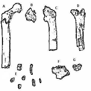 Náčrtky fragmentů kostí druhu Orrorin tugenensis