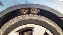 Kočkám, které se nemají kam vrátit, mohou teplo poskytnout motory aut, které po jízdě ještě nevychladly