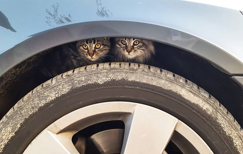 Kočkám, které se nemají kam vrátit, mohou teplo poskytnout motory aut, které po jízdě ještě nevychladly