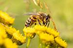 Apiterapie je léčba za pomoci včel medonosných
