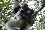 Indri je největším druhem lemura. Podle nejnovější studie je ale unikátní i tím, že dokáže zpívat a cítí rytmus.