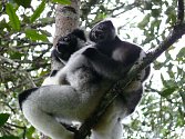 Indri je největším druhem lemura. Podle nejnovější studie je ale unikátní i tím, že dokáže zpívat a cítí rytmus.