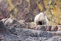 Nejosamělejší ovce v Británii uvízla na odlehlé skotské pláži. Po dvou letech se ji pětici farmářů podařilo zachránit.