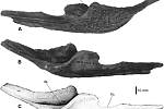 Dolní čelist krokodýla Voay robustus