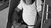 Ve skafandru byl šimpanz Ham umístěn do lehátka kosmické návratové kabiny rakety Mercury-Redstone 2, s níž 31. ledna 1961 absolvoval zkušební let do vesmíru