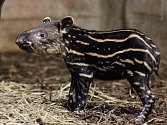 Malý tapír je teprve druhým přírůstkem svého druhu v historii Zoo Praha.