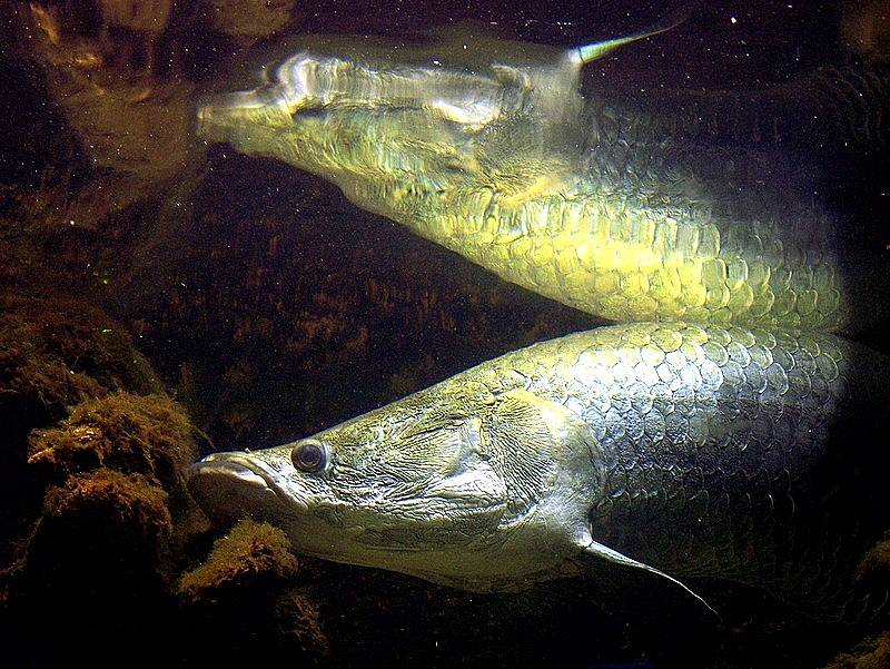 Arapaima velká