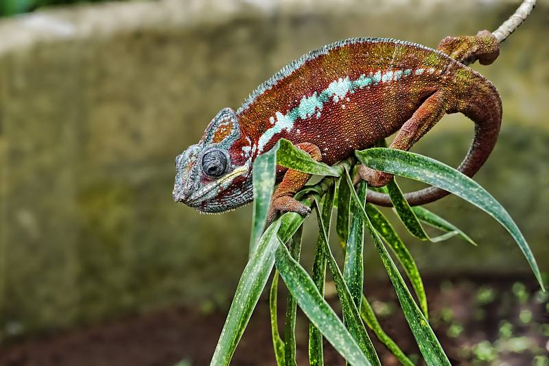 Chameleon