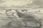 Plesiosaurus v souboji s Ichtyosaurem v představě vědců 19. století