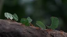 Mravenci pěstují na kompostu z pečlivě vybraných listů druh houby, který si sami vyšlechtili.
