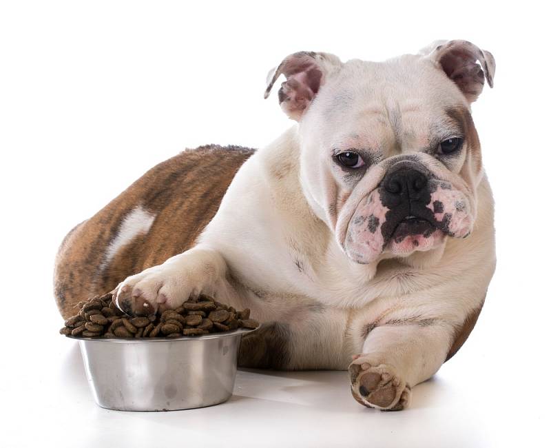 Psi by se neměli krmit pouze granulemi.