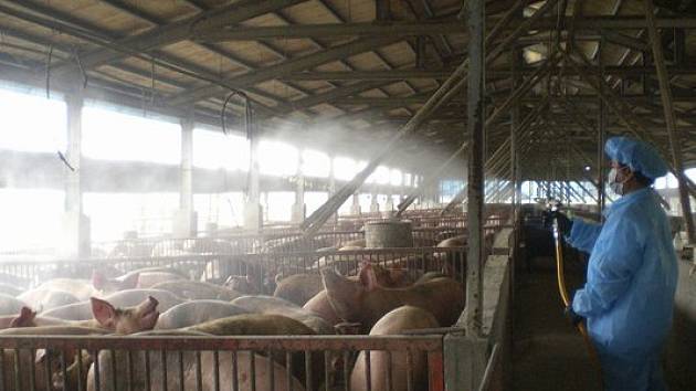 Pracovník farmy na Tajvanu dezinfikuje prasata. Ilustrační foto