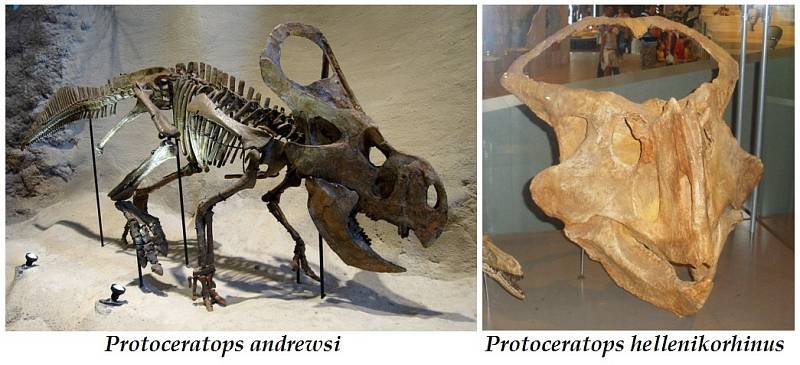 Mezi suchozemskými dinosaury stojí za pozornost Protoceratops