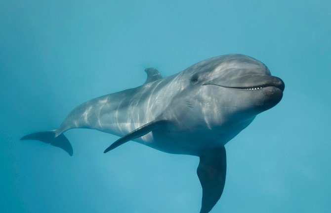 U japonské pláže napadá turisty agresivní delfín. Ilustrační foto