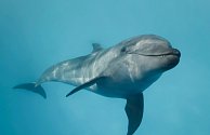 U japonské pláže napadá turisty agresivní delfín. Ilustrační foto