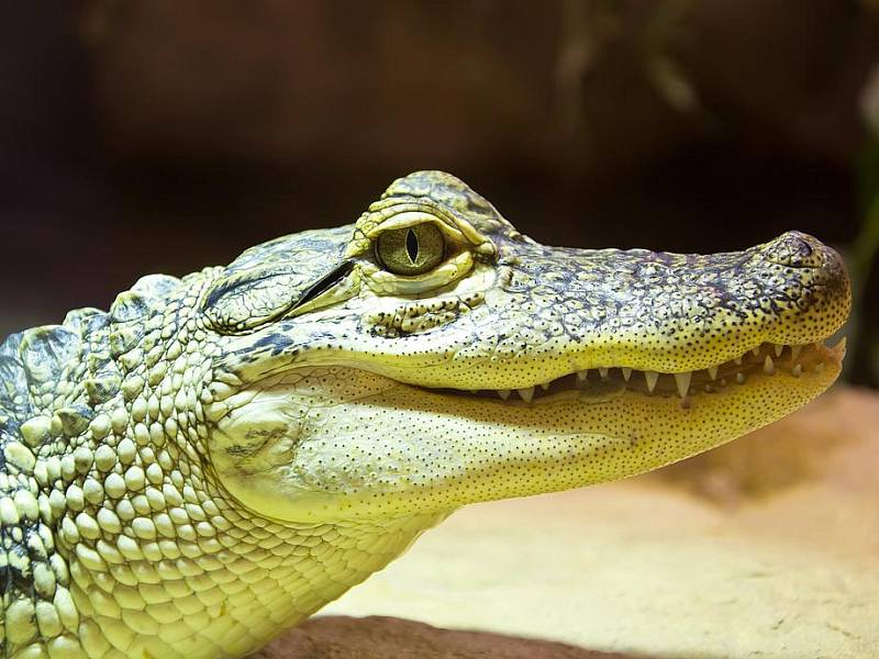 Například krokodýl velikosti do jednoho metru musí mít délku vodní nádrže alespoň 1,5 metru při hloubce do 70 centimetrů