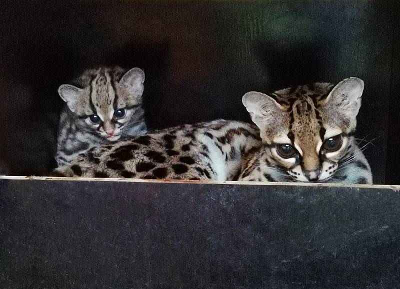 Margay v liberecké Zoo