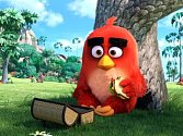 Angry Birds ve filmu.