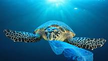Želvy si často pletou plastové pytlíky s rybami. Následky jsou pro ně fatální.